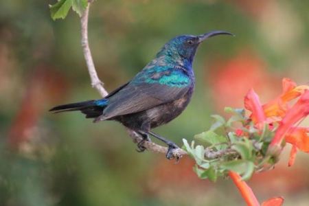 "التعليم البيئي" يدعو لحماية الحياة البرية ووضع حد للصيد الجائر